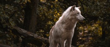 Uccisero un lupo: condannati i responsabili