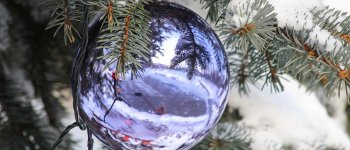 La rivincita dell’albero di Natale naturale