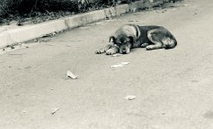 Cani abbandonati all'ex C.A.R.A. di Mineo