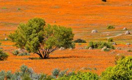 Namaqualand, l'attimo fuggente