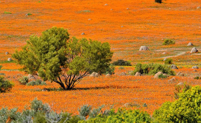 Namaqualand, l’attimo fuggente