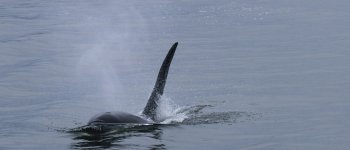 Le orche avvistate nello Stretto di Messina, ma sono solo tre