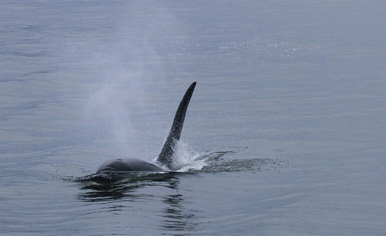 Le orche avvistate nello Stretto di Messina, ma sono solo tre