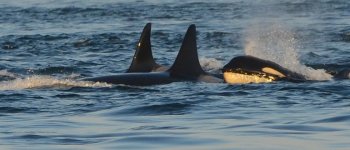 ULTIMA ORA: le orche si dirigono verso lo Stretto di Gibilterra