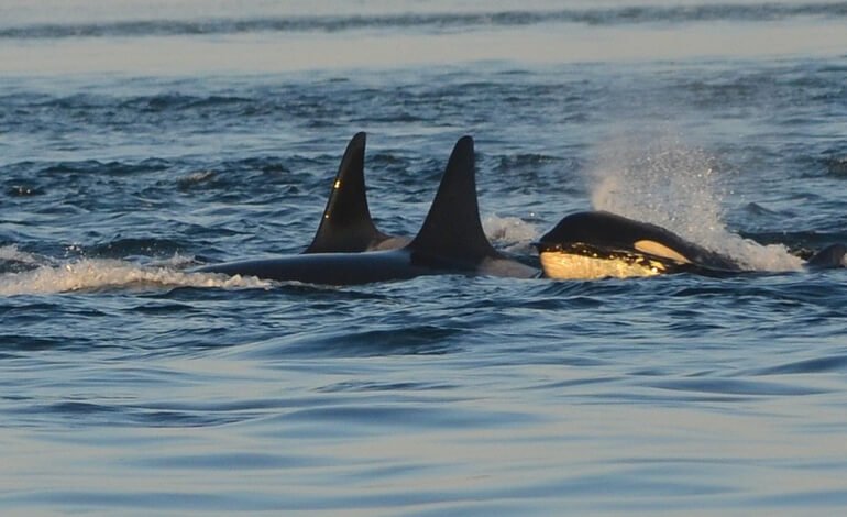 ULTIMA ORA: le orche si dirigono verso lo Stretto di Gibilterra
