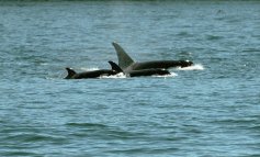Orche, dopo Portofino ora sono state avvistate a Porto Venere