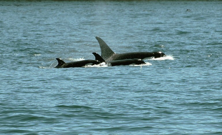 Orche, dopo Portofino ora sono state avvistate a Porto Venere