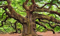 Nuove norme per la tutela dei 3.326 alberi monumentali italiani
