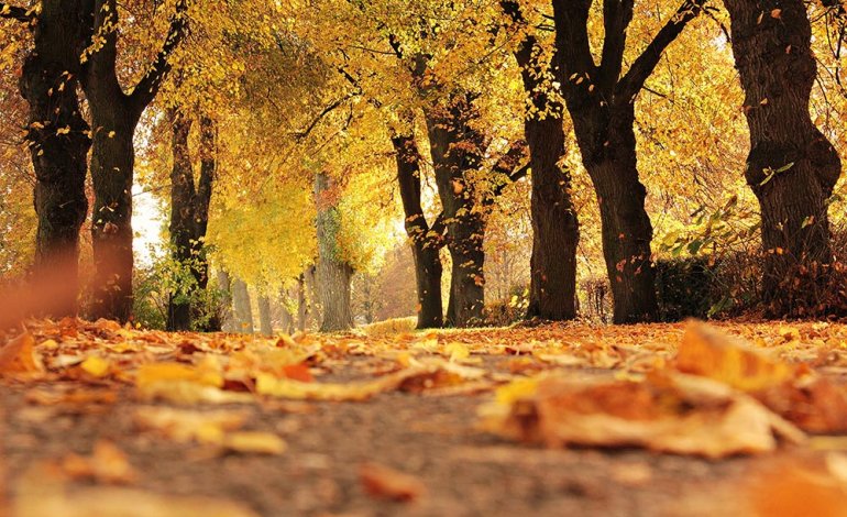 Dall’albero alla foresta