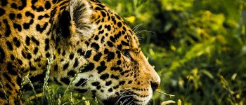 I giaguari dell’Amazzonia hanno imparato a pescare in mare per sopravvivere