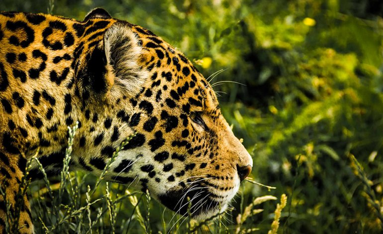 I giaguari dell’Amazzonia hanno imparato a pescare in mare per sopravvivere