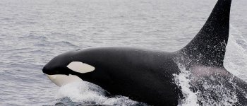 Mistero risolto: le orche del porto di Genova vengono dall’Islanda