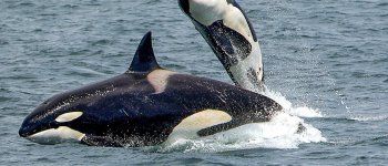 Orche nel Mar Ligure? È raro ma…