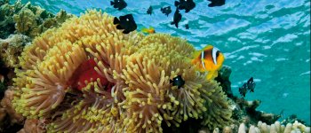 L’anemone e il pesce pagliaccio