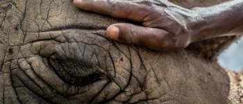 Inseminazione artificiale per salvare dall'estinzione il rinoceronte bianco settentrionale