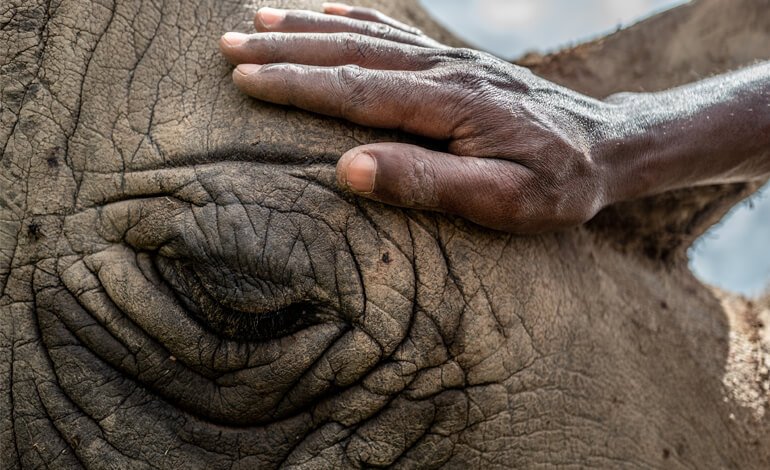 Inseminazione artificiale per salvare dall’estinzione il rinoceronte bianco settentrionale