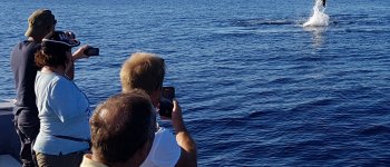Un turismo sostenibile nel Golfo dei Delfini