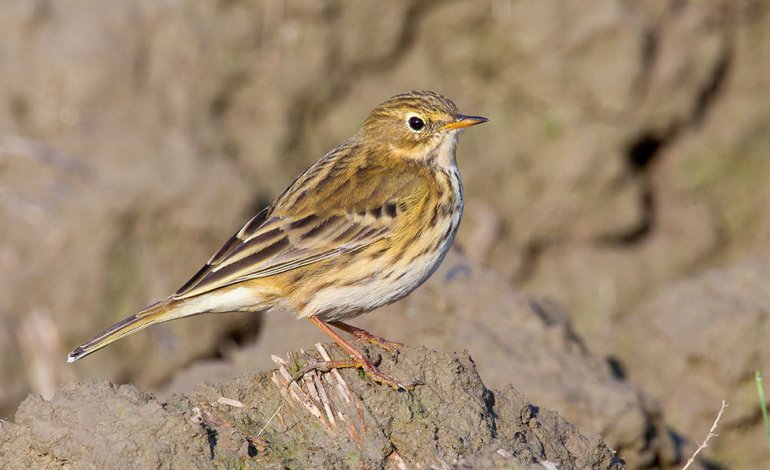 Pispola, canta mentre vola