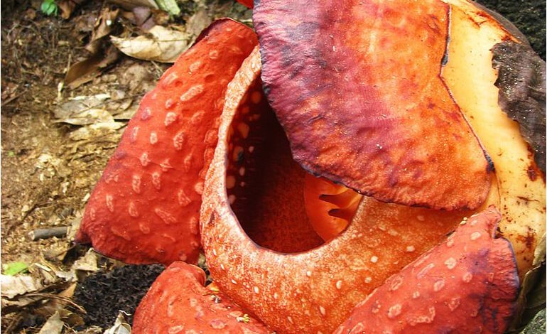 Trovato un gigantesco fiore di Rafflesia, il nuovo record mondiale di dimensioni