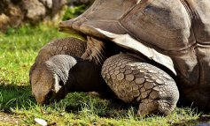 Diego, tartaruga gigante, va in pensione