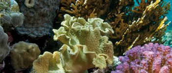 I coralli e le alghe azzurre