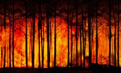 L’anno orribile dell’Australia, perché gli incendi di questi mesi sono stati così distruttivi