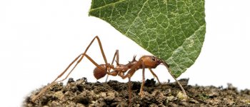 Le formiche tagliafoglie e il fungo
