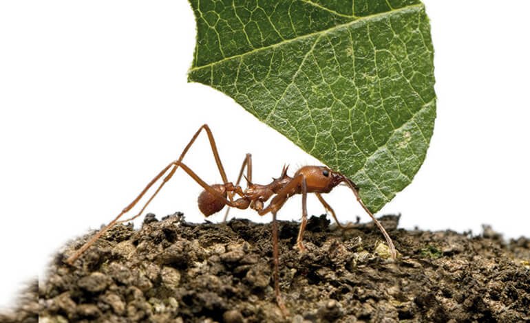 Le formiche tagliafoglie e il fungo