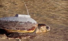 Un progetto per proteggere le tartarughe del Mediterraneo dalle reti dei pescatori