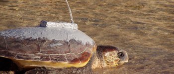 Un progetto per proteggere le tartarughe del Mediterraneo dalle reti dei pescatori