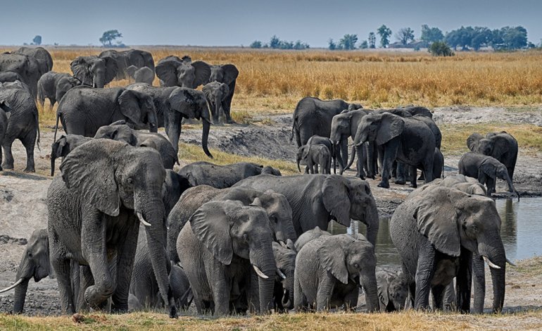 Il parco degli elefanti del Botswana