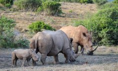 Diminuisce il numero di rinoceronti uccisi in Sudafrica