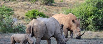 Diminuisce il numero di rinoceronti uccisi in Sudafrica