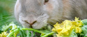 Come alimentare correttamente il coniglio