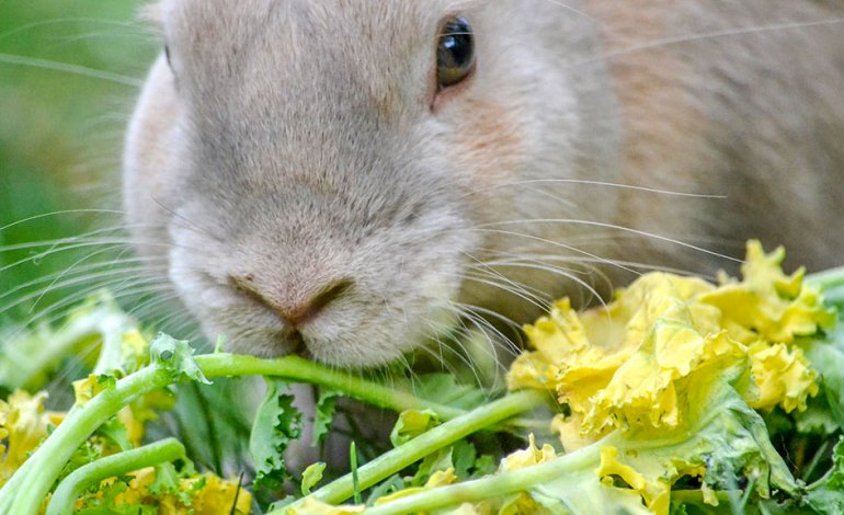 Come alimentare correttamente il coniglio