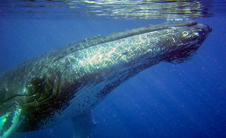 Un incontro aperto a tutti per capire il misterioso linguaggio delle balene
