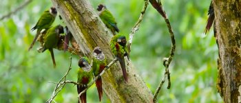 I nidi artificiali per salvare i parrocchetti più rari del Brasile