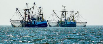 Cala la pesca eccessiva dei tonni e diminuiscono le catture accidentali di delfini e tartarughe