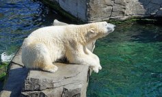 Il 27 febbraio è la Giornata Mondiale dell'orso polare