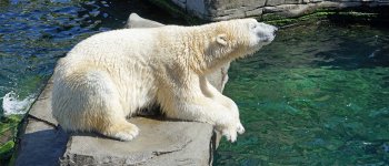 Il 27 febbraio è la Giornata Mondiale dell'orso polare