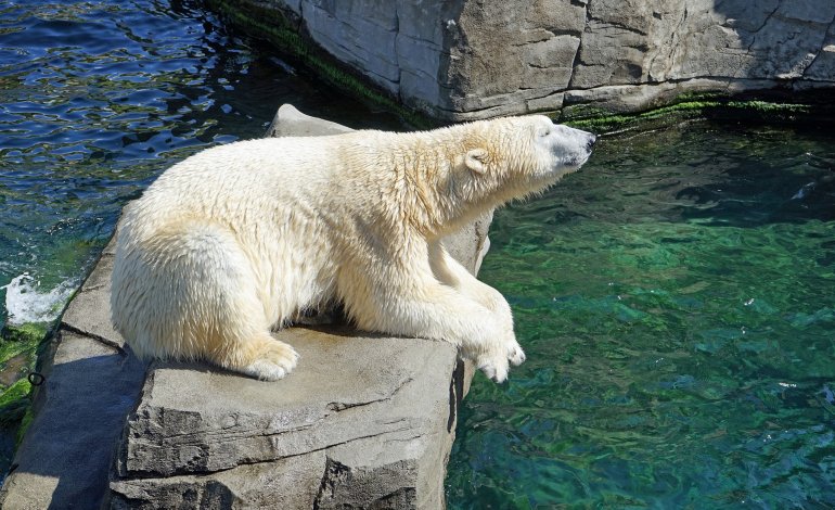Il 27 febbraio è la Giornata Mondiale dell’orso polare