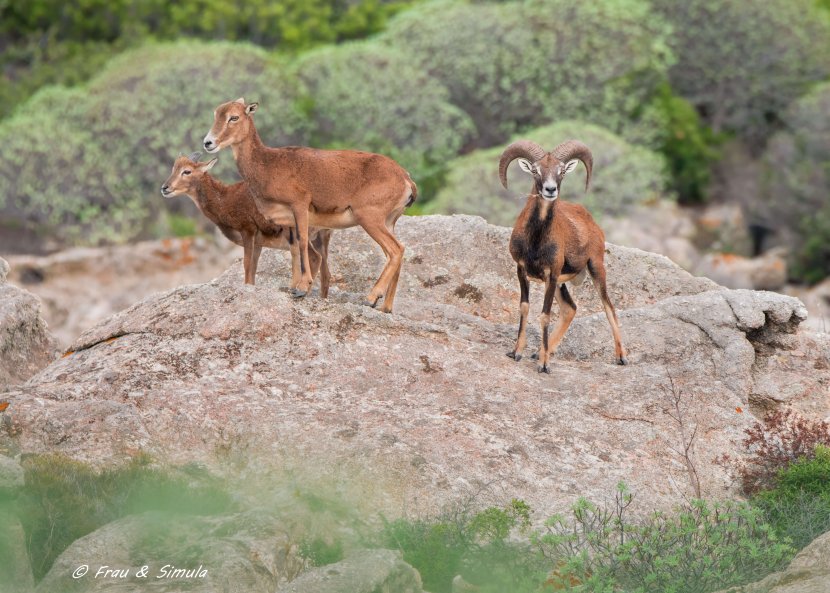 Mufloni dell'Asinara