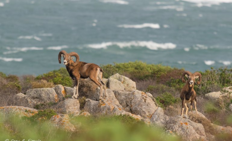 I mufloni dell’Asinara