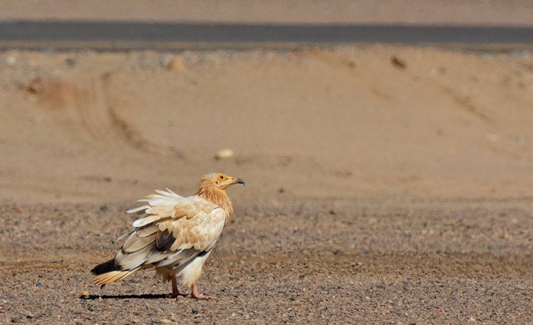 Le 5 specie da osservare al Monfragüe