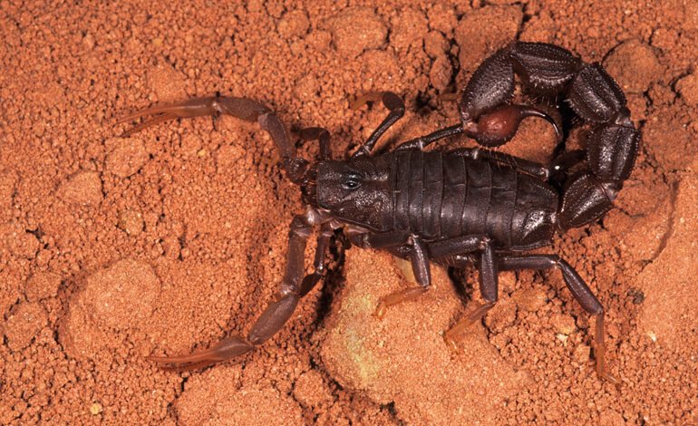 Ragni e scorpioni che spruzzano veleno