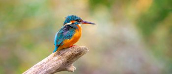 Uccelli, anfibi e piccoli mammiferi... Quanta vita nell’unico parco fluviale della Sicilia