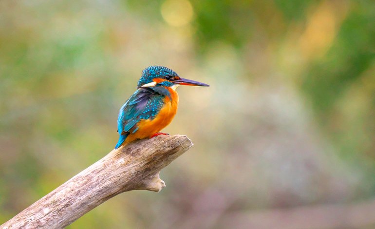 Uccelli, anfibi e piccoli mammiferi… Quanta vita nell’unico parco fluviale della Sicilia