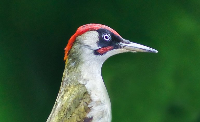 5 specie da osservare nel Sacro Bosco di Bomarzo