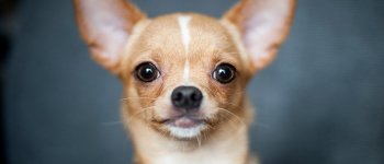 Chihuahua: due chilogrammi di determinazione e dolcezza