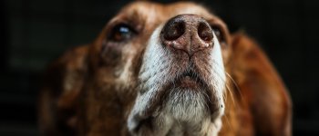 Il fiuto dei cani per scoprire i tumori umani